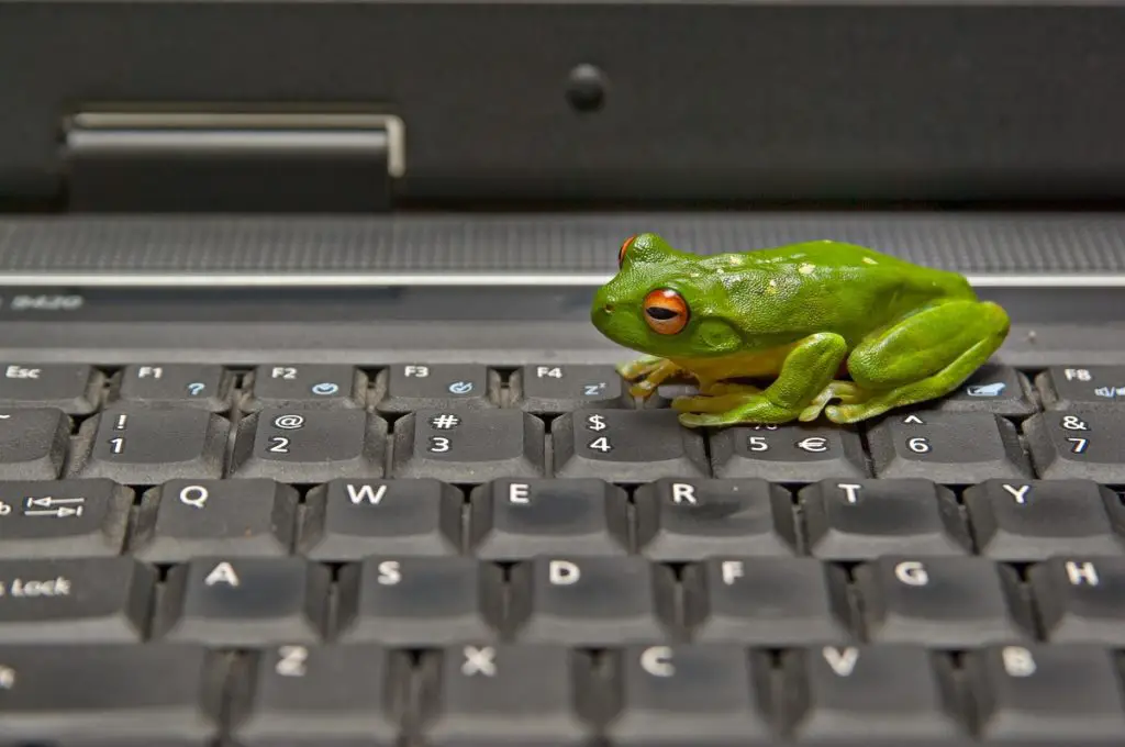 Leap Frog web design